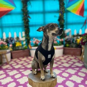 Meet your Posher, Belladonna